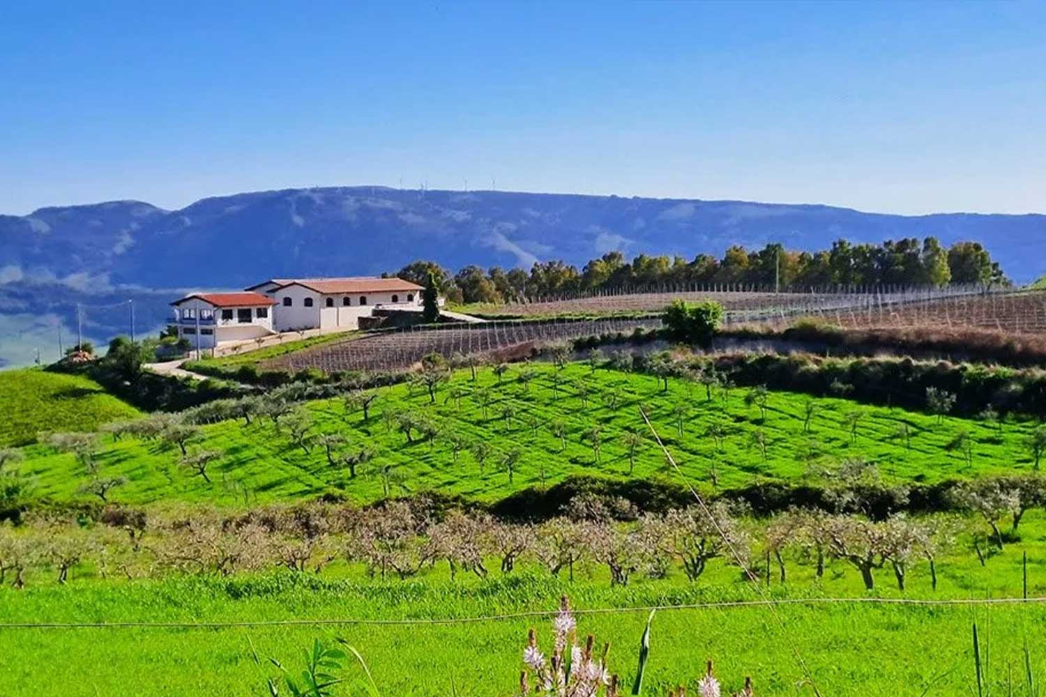 Vigneto Paradiso - Viticoltura Bio Di Giovanna